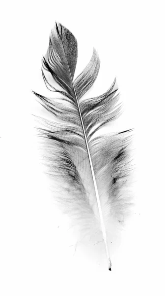 Beyaz Arkaplanda Kuş Tüyü — Stok fotoğraf