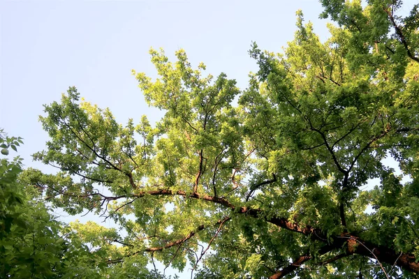 Ramas Árboles Contra Cielo — Foto de Stock