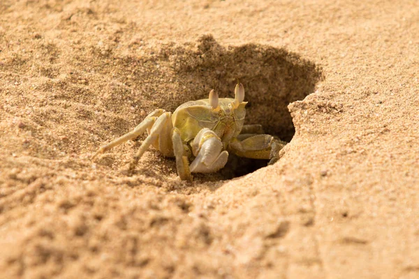 Krabben Sandig Aus Nächster Nähe — Stockfoto