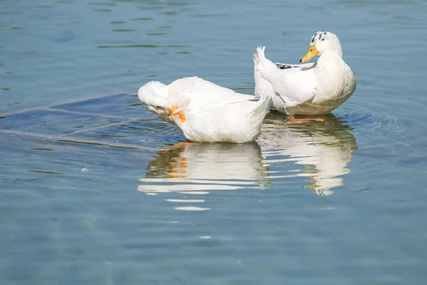 Weiße Enten Auf Einem Teich Sommer — Stockfoto