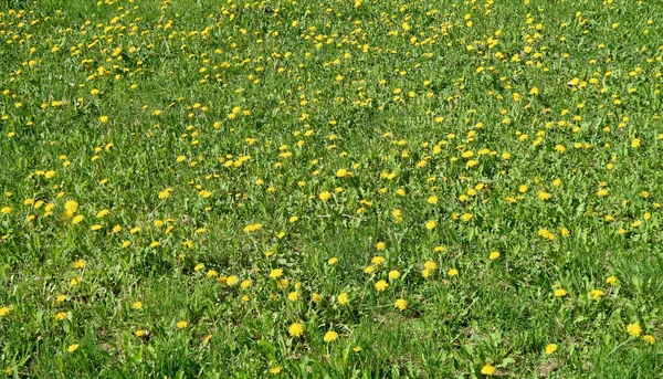 黄色のタンポポの花で春の風景 緑の野 — ストック写真