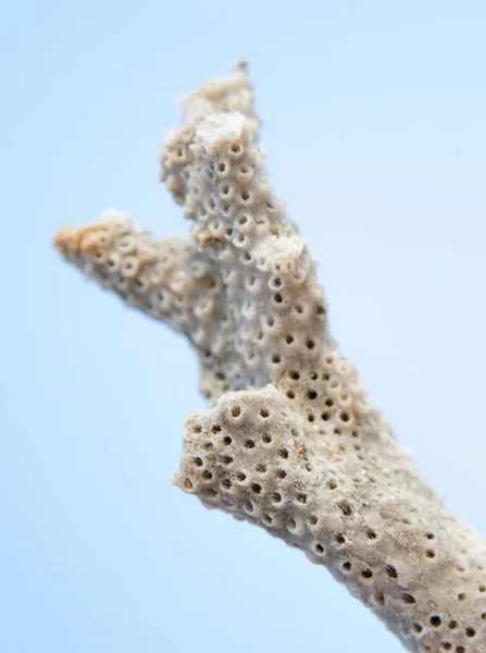 一块石灰石珊瑚 — 图库照片