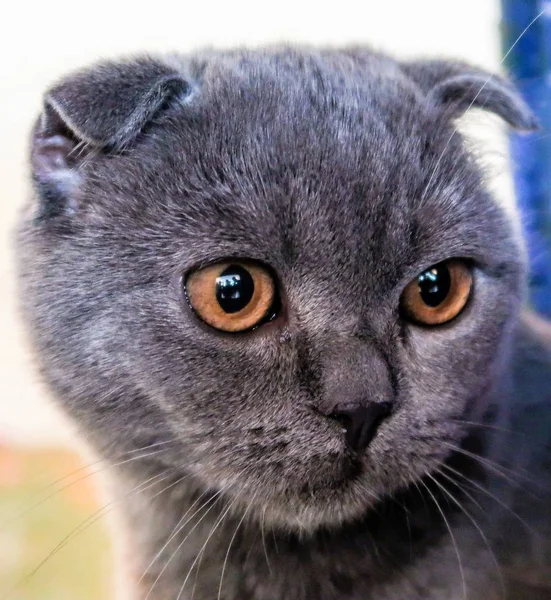 Cat Home Close Portrait — Stock Photo, Image