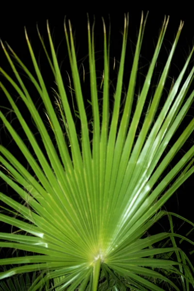 Groene Palm Bladeren Een Zwarte Achtergrond — Stockfoto