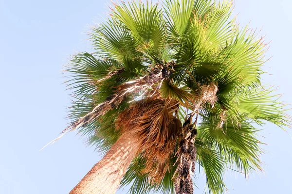 Palmboom Tegen Hemel Landschap — Stockfoto