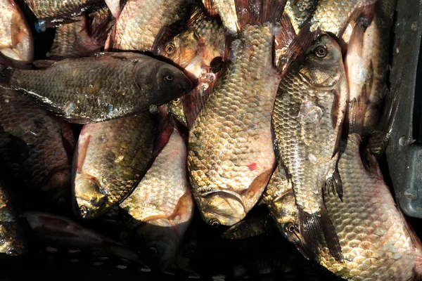 Рыбный Распятый Карп Качестве Фона — стоковое фото