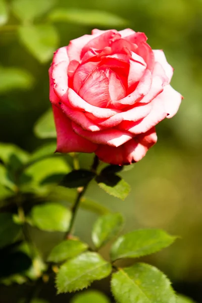 Landschaft Natur Pflanzen Blumen Rosen — Stockfoto