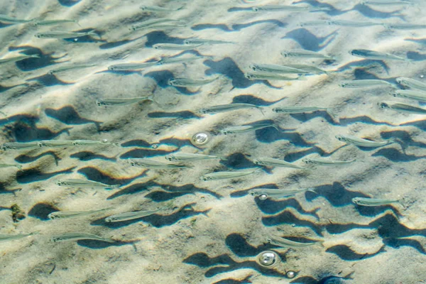 Ikan Laut Dangkal Tampilan Atas — Stok Foto