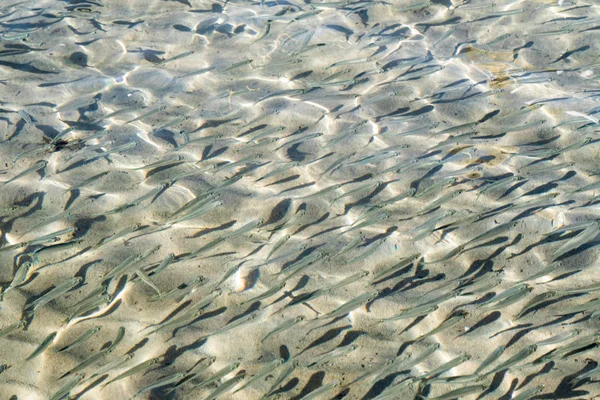 Shallow Sea Fish Top View — Stock Photo, Image