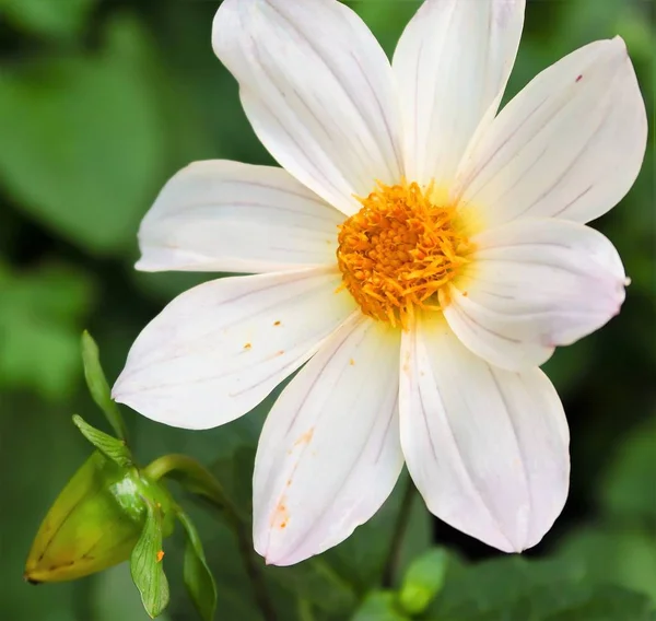 Summer Flowers Flowerbed Landscape — Stock Photo, Image