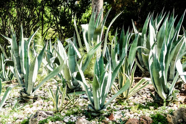 yeşil kaktüs yüksek doğa