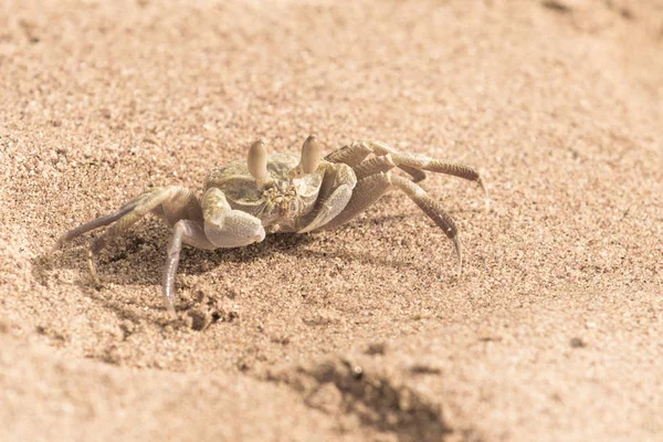 Gros Plan Sur Crabe Sable — Photo