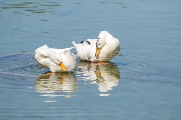 Patos Blancos Estanque Verano —  Fotos de Stock