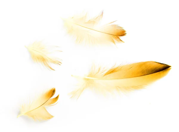 Bird Feather White Background — Stock Photo, Image