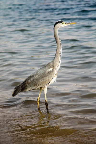 Grande Egret Ardea Alba Pássaro Cinzento — Fotografia de Stock