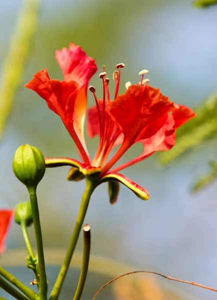 Bougainvillea flowers, fence landscape