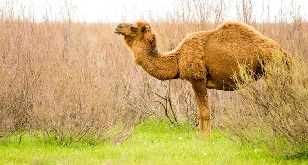 Kamel Auf Dem Feld Des Grünen Grases Frühling — Stockfoto