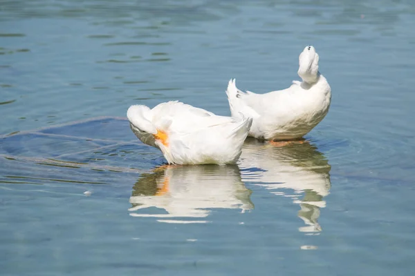 Weiße Enten Auf Einem Teich Sommer — Stockfoto