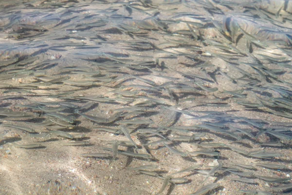 shallow sea fish, top view