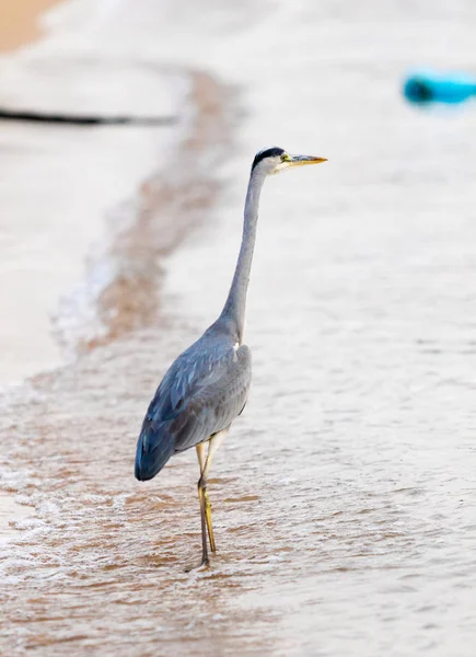 Büyük Egret (ardea alba)