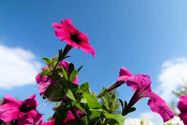 Petunia Kwiaty Niebo Krajobraz Natura — Zdjęcie stockowe