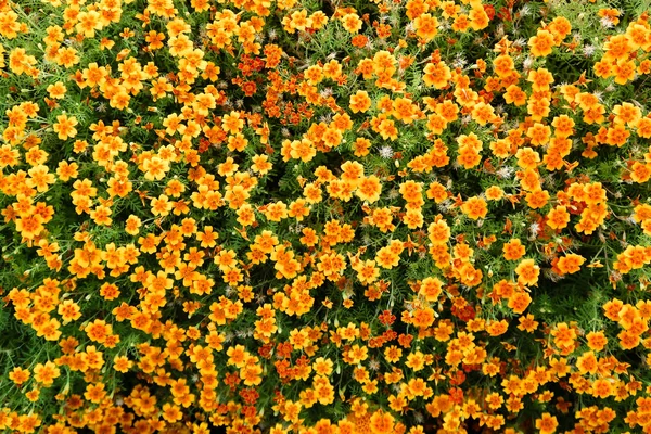 オレンジ色の花のマリーゴールドの風景夏 — ストック写真