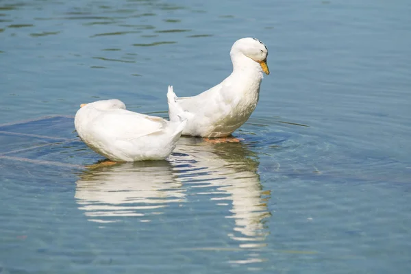 Weiße Enten Auf Einem Teich Sommer — Stockfoto