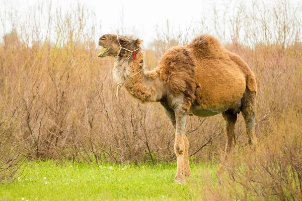 Camello Campo Hierba Verde Primavera — Foto de Stock
