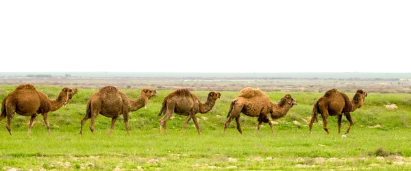 Camelos Campo Grama Verde Estação Primavera — Fotografia de Stock