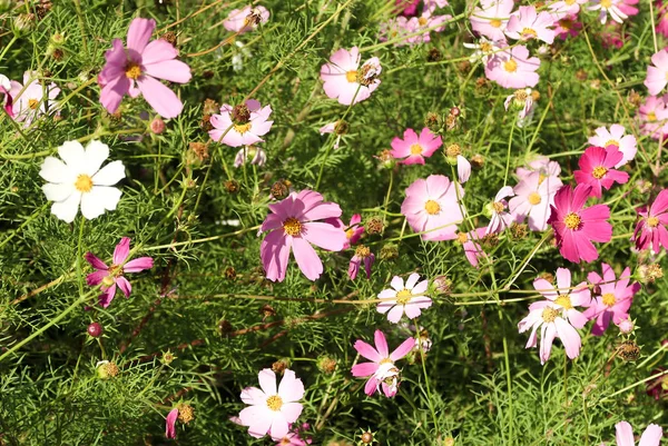 Cosmos Flores Paisaje Sobre Fondo — Foto de Stock