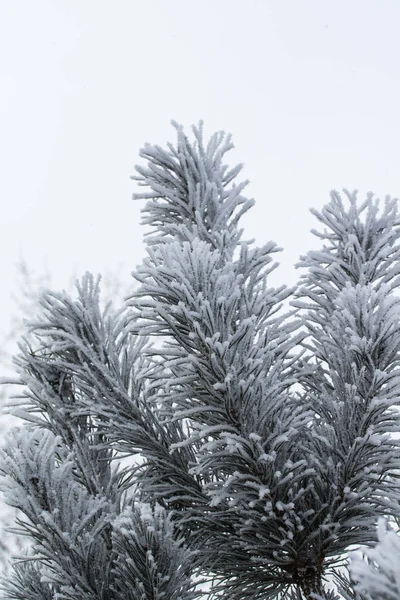 Salju Pada Jarum Dari Pohon Cemara Menutup — Stok Foto