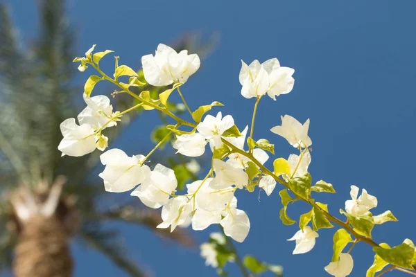 Bougainvillea flowers, fence landscape