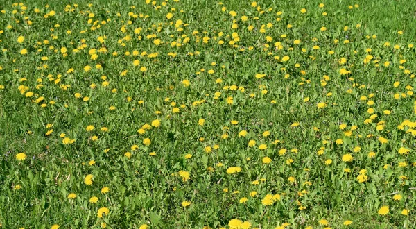 黄色のタンポポの花で春の風景 緑の野 — ストック写真