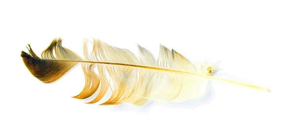 Bird Feather White Background — Stock Photo, Image