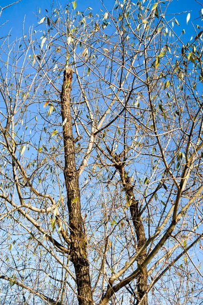 Дерева Листя Фоні Неба — стокове фото
