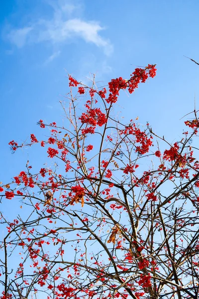 Frutas Ceniza Montaña Contra Cielo Fondo Invierno — Foto de Stock