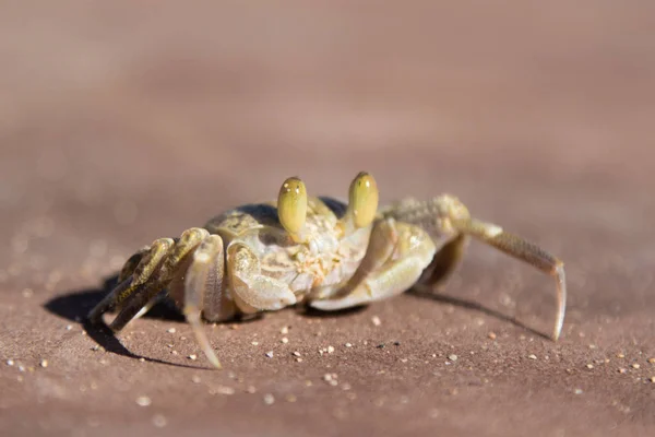 Crabe Sablonneux Gros Plan — Photo