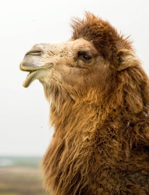 bir deve bahar portresi