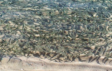 sığ deniz balığı, üstten görünüm