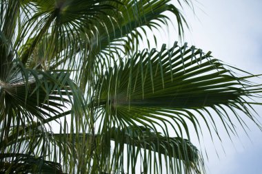Arka planda palmiye yaprakları