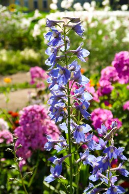 yaz çiçek flowerbed peyzaj üzerinde