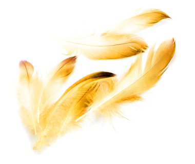 Beyaz arkaplanda kuş tüyü