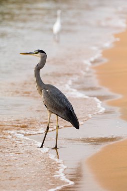 Büyük Egret (ardea alba)