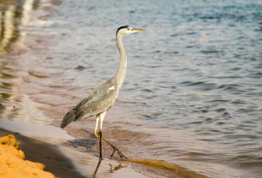 Büyük ak balıkçıl (Ardea alba) gri kuş