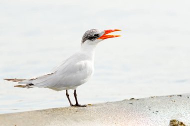 Martı deniz manzara oturur
