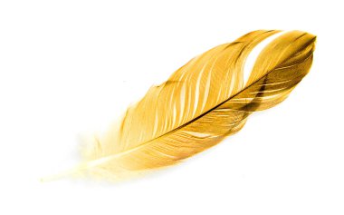 Beyaz arkaplanda kuş tüyü