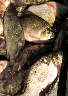 Balık havuz balığı arka plan olarak