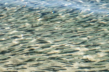 sığ deniz balığı, üstten görünüm