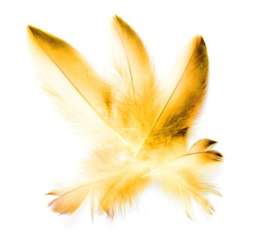 Beyaz arkaplanda kuş tüyü