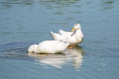 Beyaz ördek gölet üzerinde yaz
